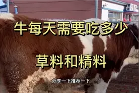 纯干货视频！小王和您一起分享牛一天要喂多少草料和精料！