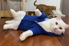 十几只猫半夜听到音乐，全部突然嗨起来，跳舞跳到天亮视频封面