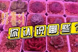 一排几千的贵货多肉你认识哪些，一个镜头带你看完，花了大价钱视频封面