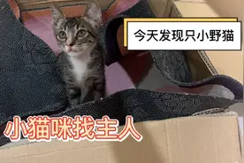 猫奴养成 流浪猫找主人 猫星人视频封面