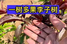农民大哥是个能人，一颗李子树上嫁接3个品种后，身价就倍增了视频封面