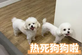 天真是热了，到了狗狗们热的疯狂吐舌头，猫咪疯狂掉毛的季节。视频封面