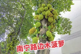 实拍南宁路边果树，硕果累累！惊叹南宁人几十年的绿化意识视频封面