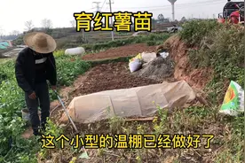 农村育红薯苗有妙招，这种做法简单而且出芽率高，想要高产并不难视频封面