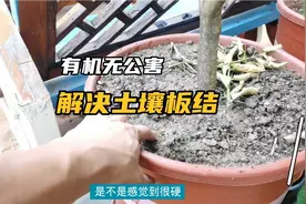 花盆养花，土壤板结，1种方法解决，而且还自动吐肥料。视频封面