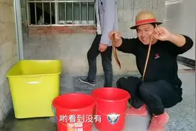 今天钩机清理鱼塘淤泥，挖到几条大黄鳝拿来煮粥吃，难得的美味视频封面