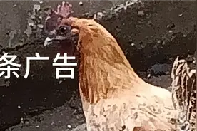 头条广告处理方法视频封面