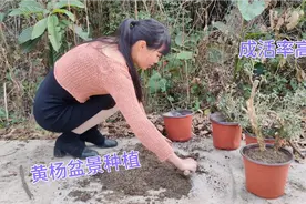 阿娇分享黄杨树下山桩上盆，掌握这几点，成活率高视频封面
