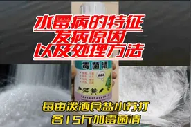 水霉病的特征发病原因自己处理方法视频封面