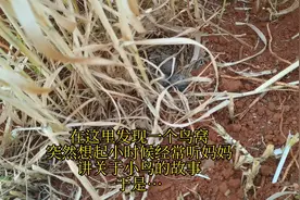 小时候跟妈妈去地里干活，已经很累了。还总要缠着妈妈给讲故事听视频封面