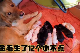 我家金毛生了12个小狗比猪生的还多视频封面