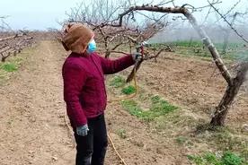桃树清园第一遍药，把握时间是关键，搞不好直接影响产量视频封面