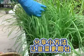 楼顶种菜，韭菜长不壮？分享个小方法给你，怎样施肥韭菜长的又壮视频封面