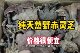 野生赤灵芝药用价值高，顾客一次拿20斤，吃灵芝胃病肝脏排毒都好视频封面