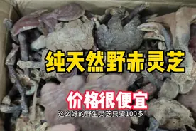 野生赤灵芝药用价值高，顾客一次拿20斤，吃灵芝胃病肝脏排毒都好视频封面