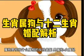 生肖属狗与十二生肖婚配解析#生肖婚配 #生肖视频封面