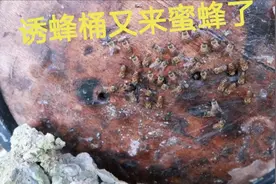 一个位置两个诱蜂桶，全部来蜜蜂了，广西小伙这种方法值得借鉴视频封面