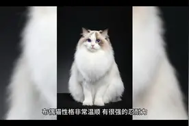 布偶猫的饲养视频封面