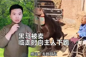 黑马被卖，临走时给主人下跪视频封面