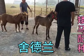 母矮马配种成功两千块钱贵吗？几百里地拉着母矮马来配种！视频封面