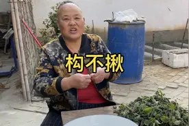 农村构树上结的棒棒，先蒸后炒，连吃三碗真香