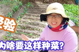60后上海阿姨说菜价太贵！自己花园种新鲜又好吃，分享种菜经验视频封面