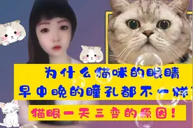 涨知识：为什么猫咪的眼睛早中晚的瞳孔都不一样？猫眼一天三变！视频封面