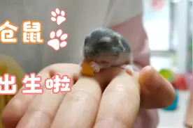 仓鼠来啦：上海封城第三天的时候，仓鼠出生了，有7只视频封面