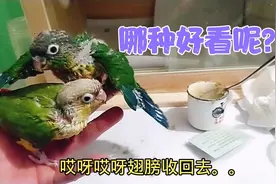 500一只的小太阳鹦鹉，太好喂啦，大伙看哪一种更好看呢？😄😄视频封面
