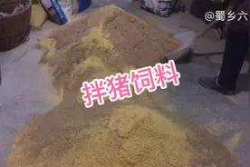 农村喂猪不用买饲料，教你在家自己做，猪儿长得又快又壮视频封面