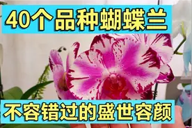 40个蝴蝶兰品种欣赏？不容错过的绝美盛世容颜！真是心动的感觉。视频封面