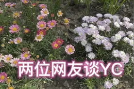 两位网友谈YC视频封面
