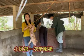 小凤第一次学阉猪，方法毫无保留，简单易学上手视频封面
