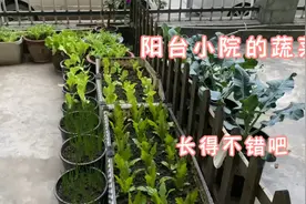 阳台小院又种了几种蔬菜，每天蹭蹭的往上长哦视频封面