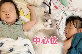 布偶猫对睡床有执念，原来是因为这个视频封面