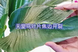 天堂鸟（鹤望兰）叶片焦边开裂怎么办视频封面