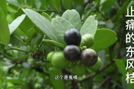 一朝被蛇咬十年怕井绳形容蛇咬的痛苦，东风桔有不错的镇蛇痛效果视频封面