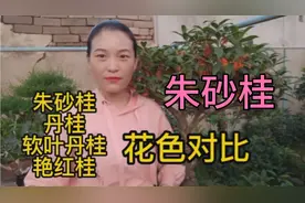 好多花友喜欢朱砂桂，大棚主带你看同系列的花色对比视频封面