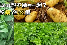 种植农户注意了，这几种蔬菜不能种在一起，要不浇在多肥都没用视频封面