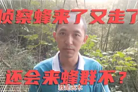 诱蜂箱来了侦察蜂，然后又走了个精光，它们会带大部队来吗？视频封面