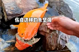 太心痛！十几斤的鱼坚强！这么漂亮的大红鲤鱼伤成这样，无能为力视频封面