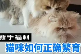 知道你家猫主子怎样正确的进行繁育吗？来这里都是满满的干货呦！视频封面