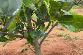 种植一年多的红丝红肉菠萝蜜苗 挂果了视频封面