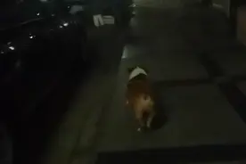 成都静默第三天，小区封闭管理严。视频封面