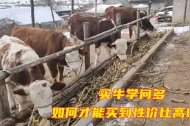 买好牛是门技术活，东北养牛大伟告诉你如何正确挑选牛，干货满满视频封面