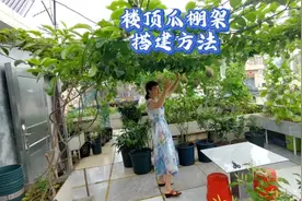 楼顶种瓜果如何搭瓜棚？拉链式链条瓜棚架，安全抗风雨视频封面