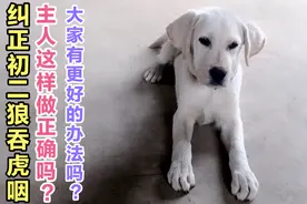 狗狗吃饭狼吞虎咽的坏习惯该怎么做呢？看看主人这么做正确有效吗视频封面