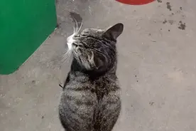脑袋转过来，像只猫头鹰，好呆萌视频封面