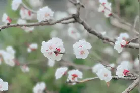 描写杏花古诗8首：春中田园作 游园不值 云露堂前杏花 北陂杏花视频封面
