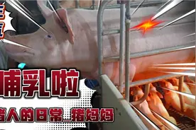 养猪人的日常_站着哺乳的猪妈妈，太可爱了，猪妈妈辛苦了视频封面